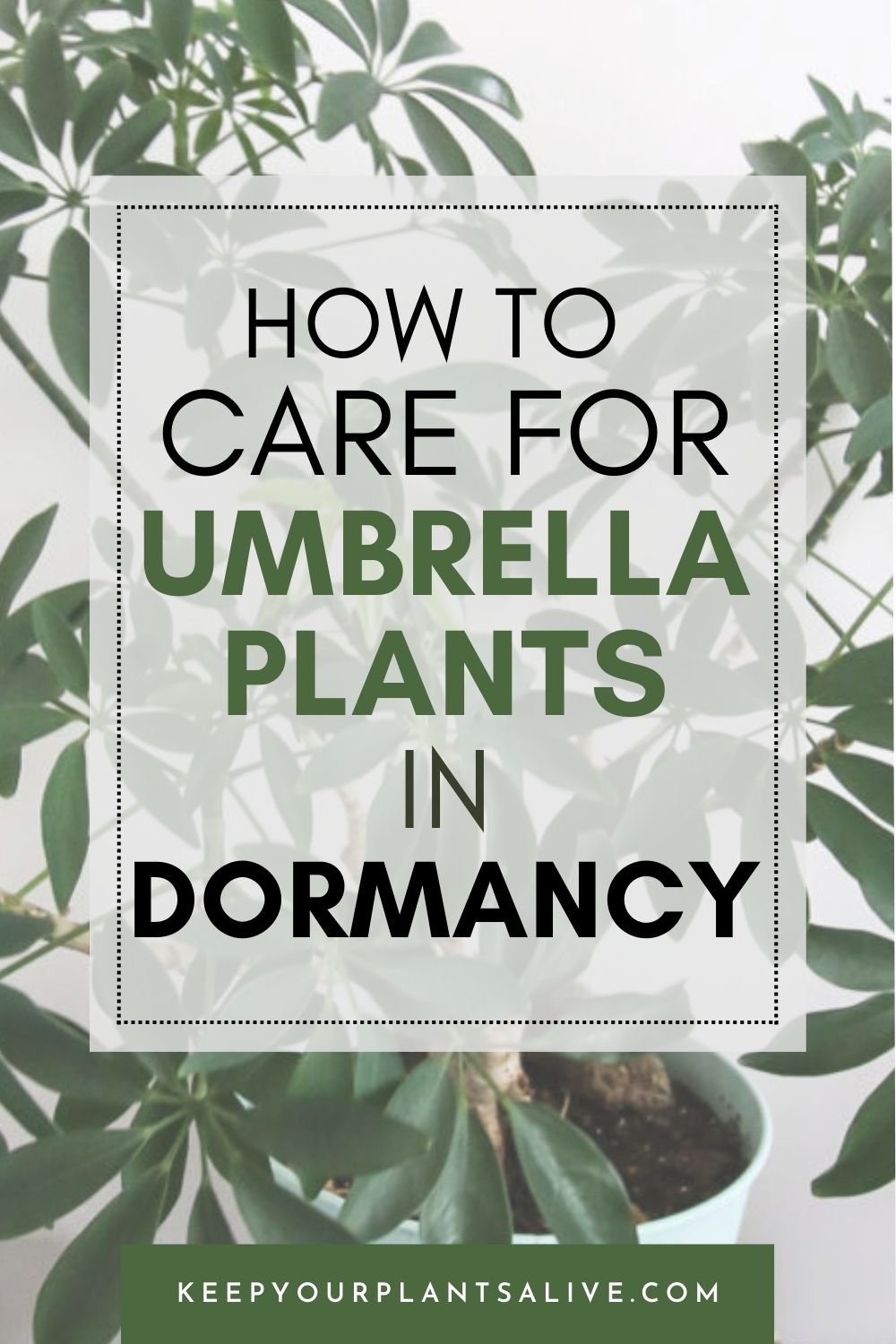 how to care for umbrella plants in dormancy