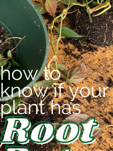 how to know if a plant has root rot