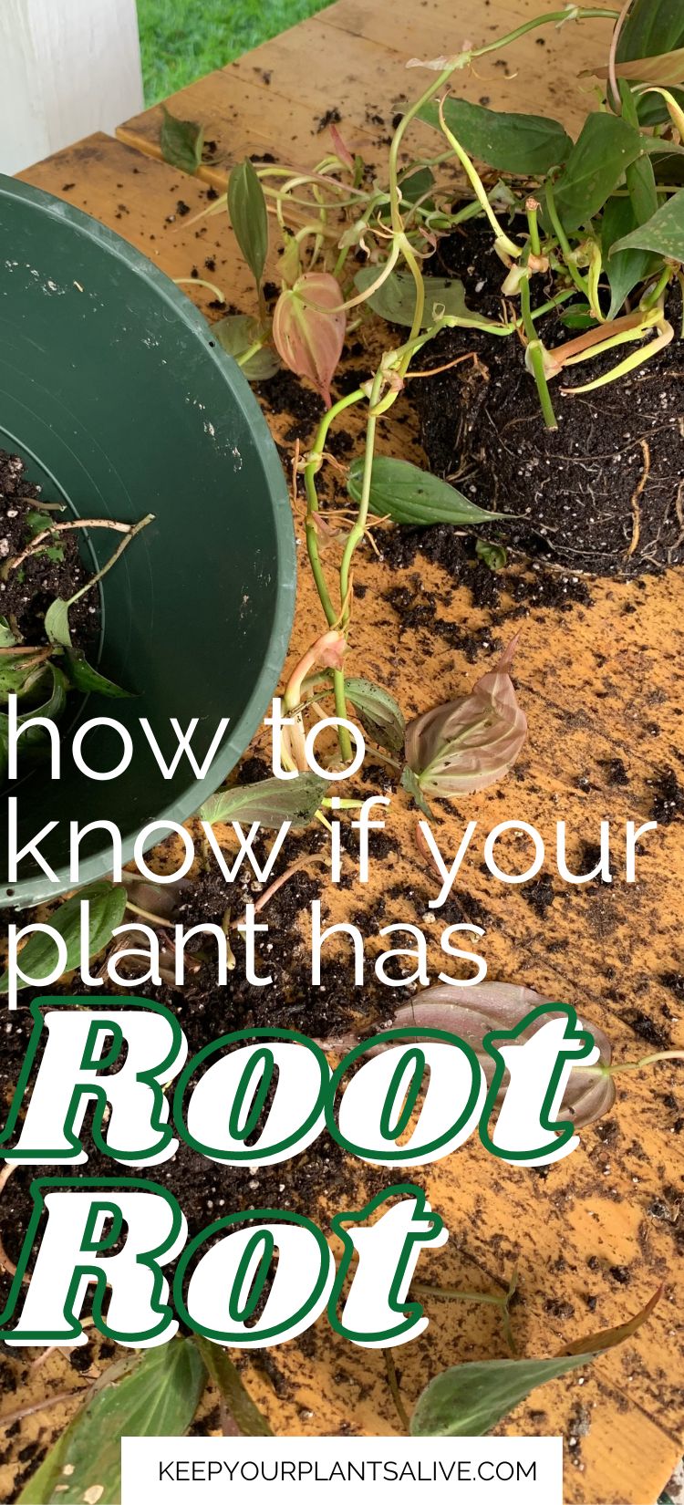 how to know if a plant has root rot