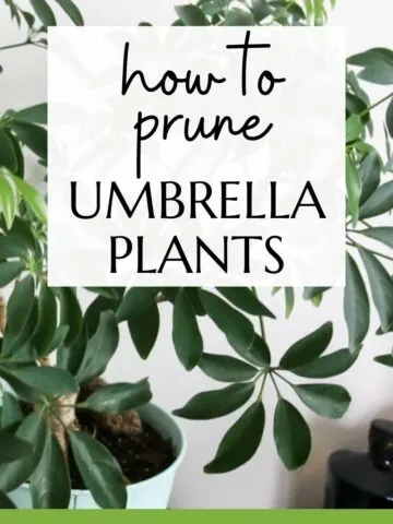 how to prune umbrella plants