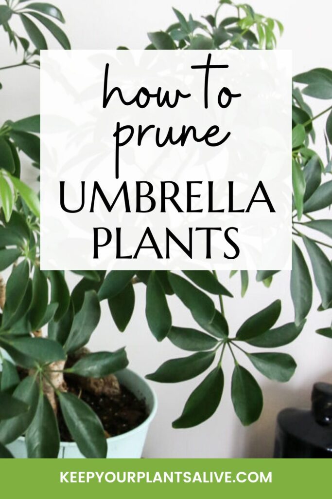 how to prune umbrella plants