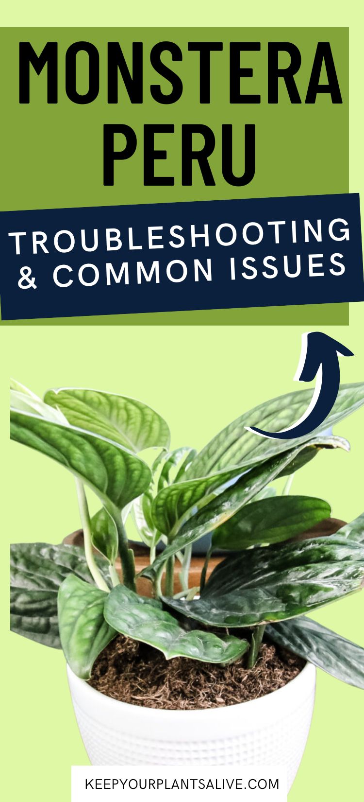 monstera peru troubleshooting