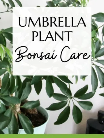 umbrella plant bonsai care