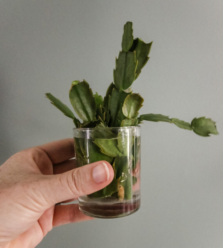 Common Christmas Cactus Problems And How To Solve Them - Keep Your ...