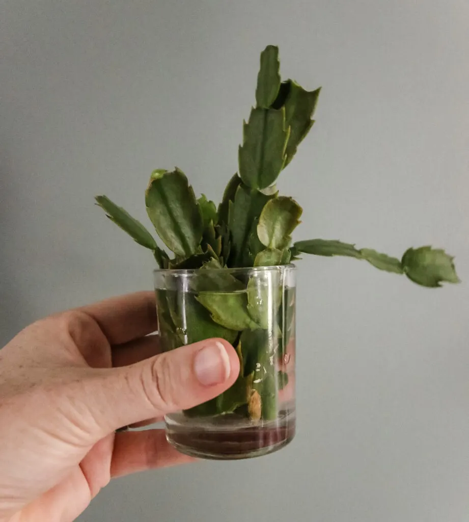 christmas cactus cuttings