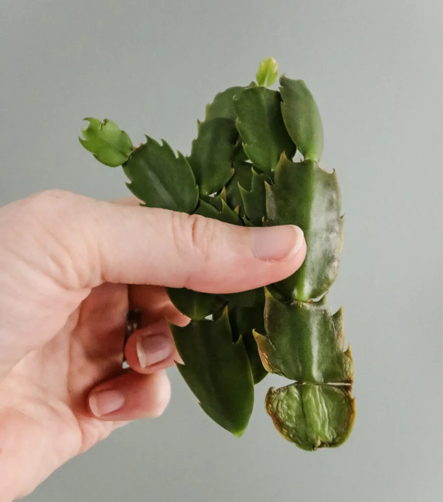 christmas cactus cuttings