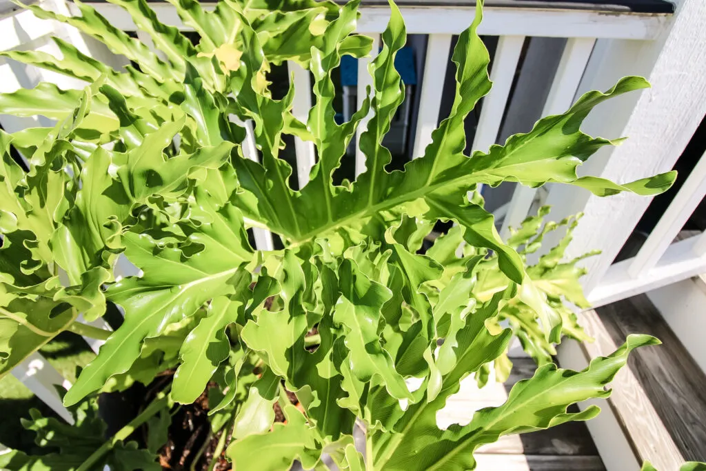 Philodendron Selloum