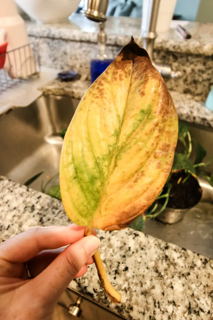 yellow leaf on a monstera peru