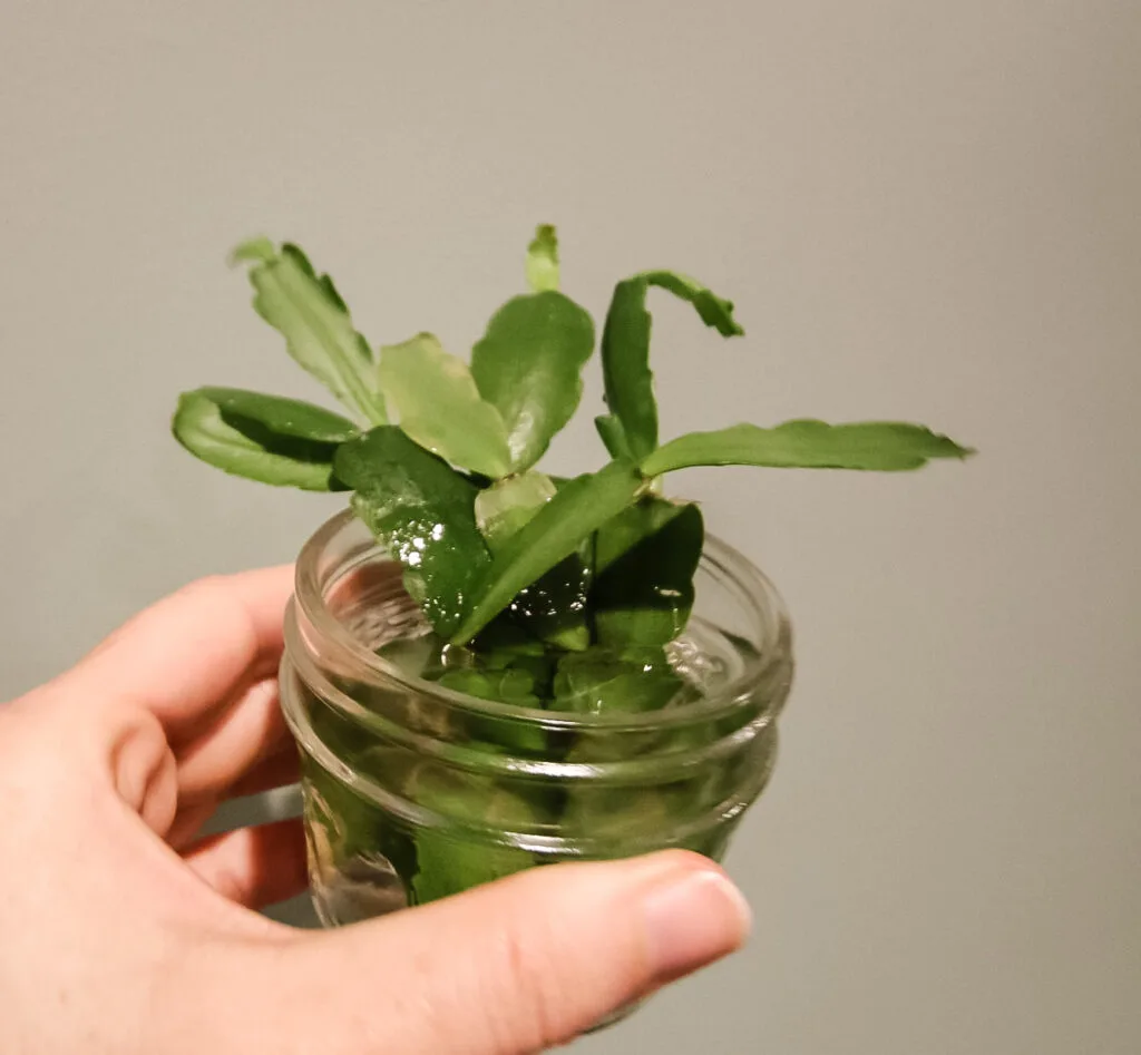 easter cactus cutting rooting in water