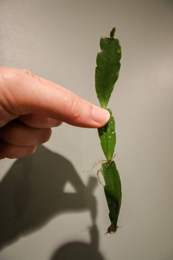 rooted easter cactus cutting