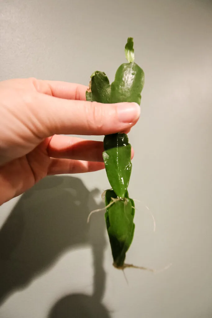 rooted easter cactus cutting