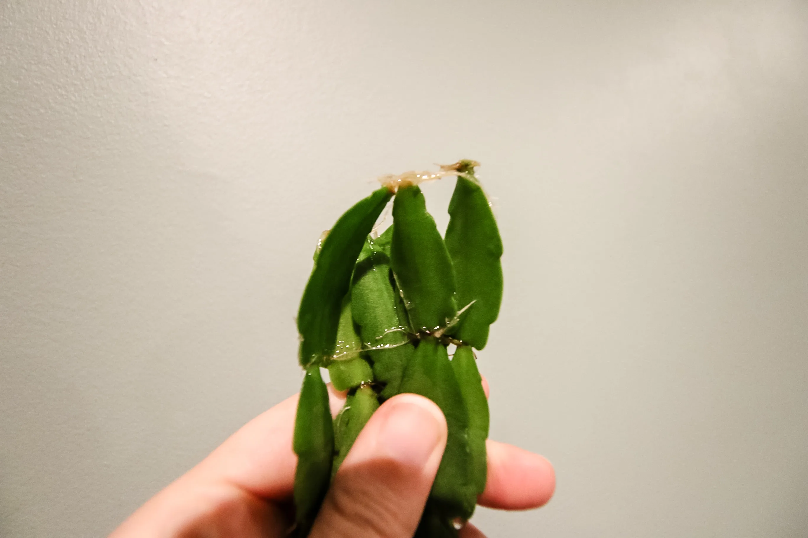 rooted easter cactus cutting