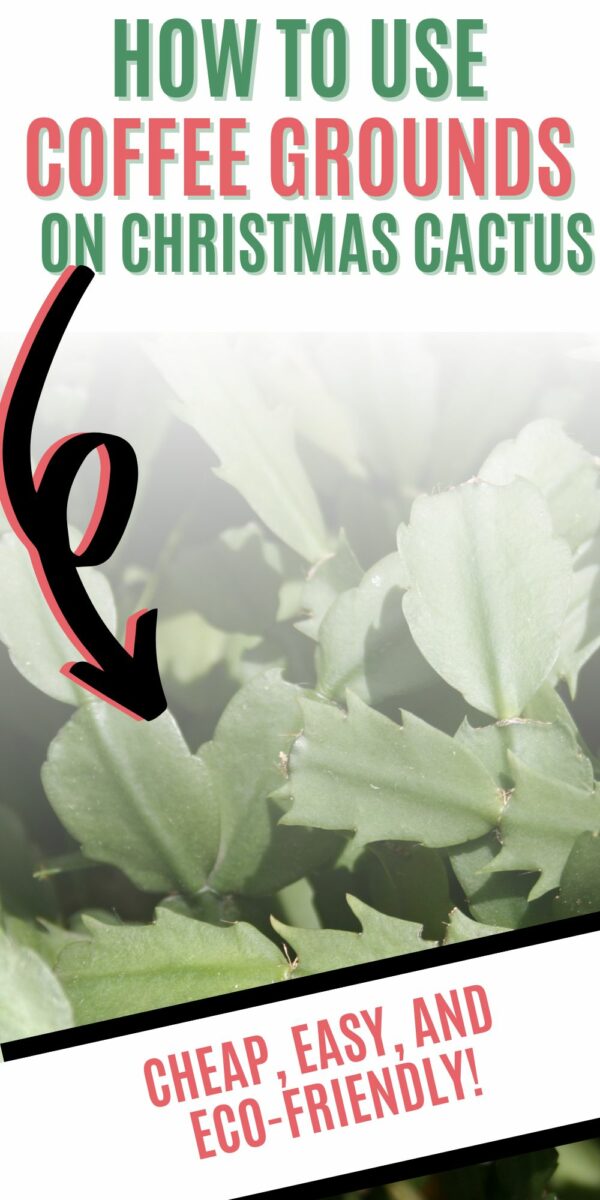 How to use coffee grounds on Christmas cactus keep your plants alive