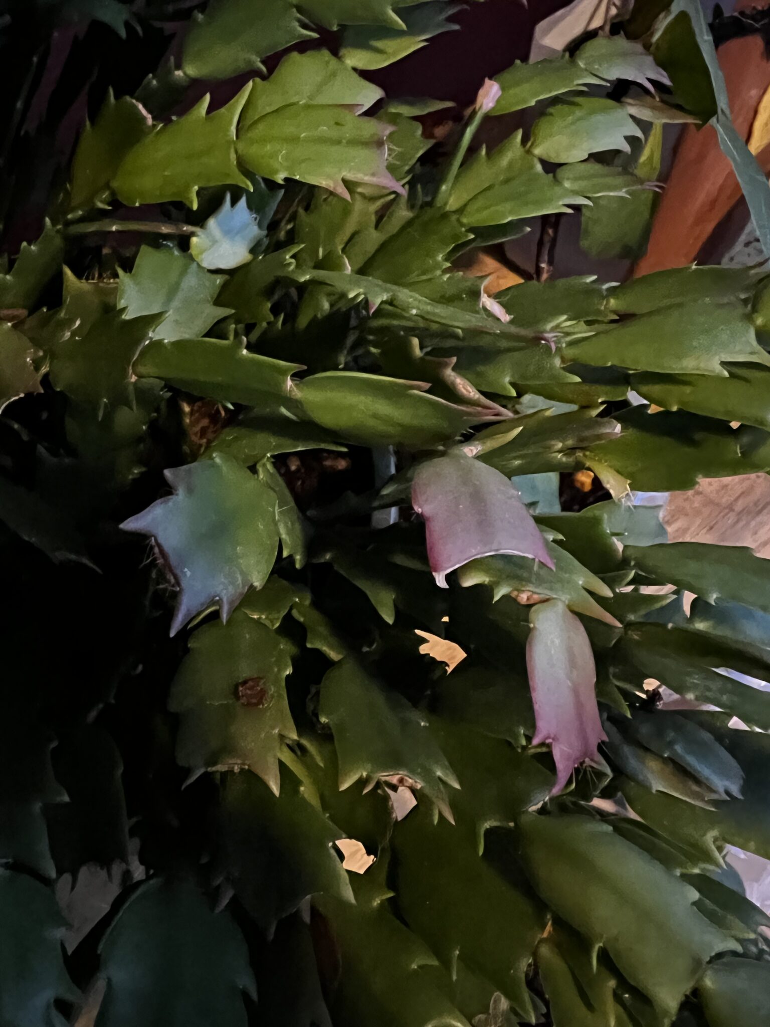 Why is my Christmas cactus turning purple? keep your plants alive