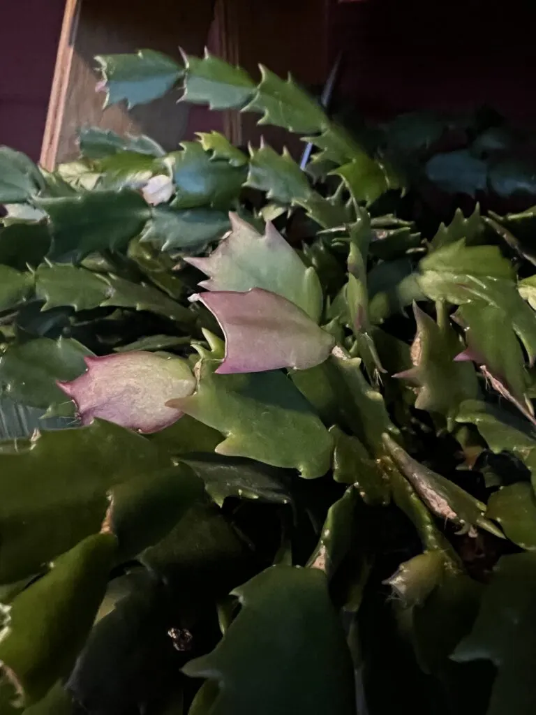 thanksgiving cactus with red purple tips