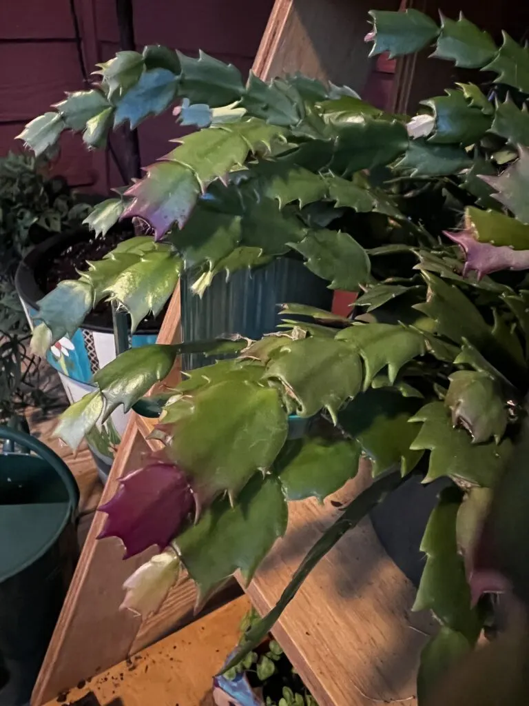 thanksgiving cactus with red purple tips