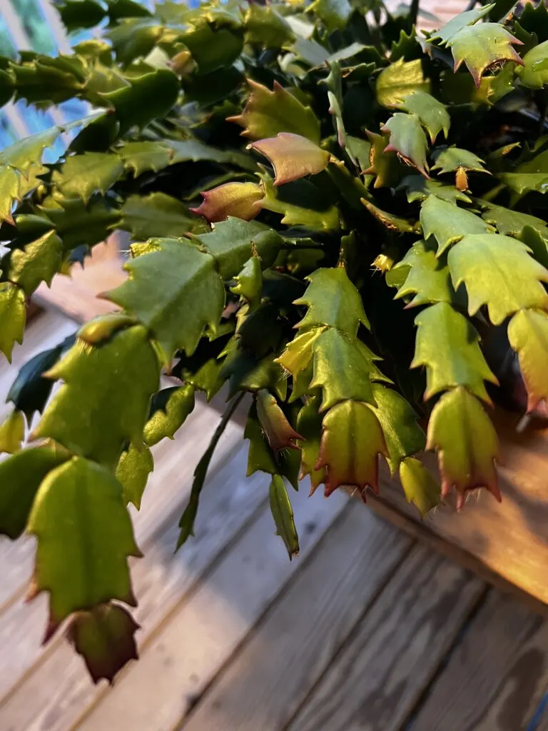 thanksgiving cactus with red purple tips