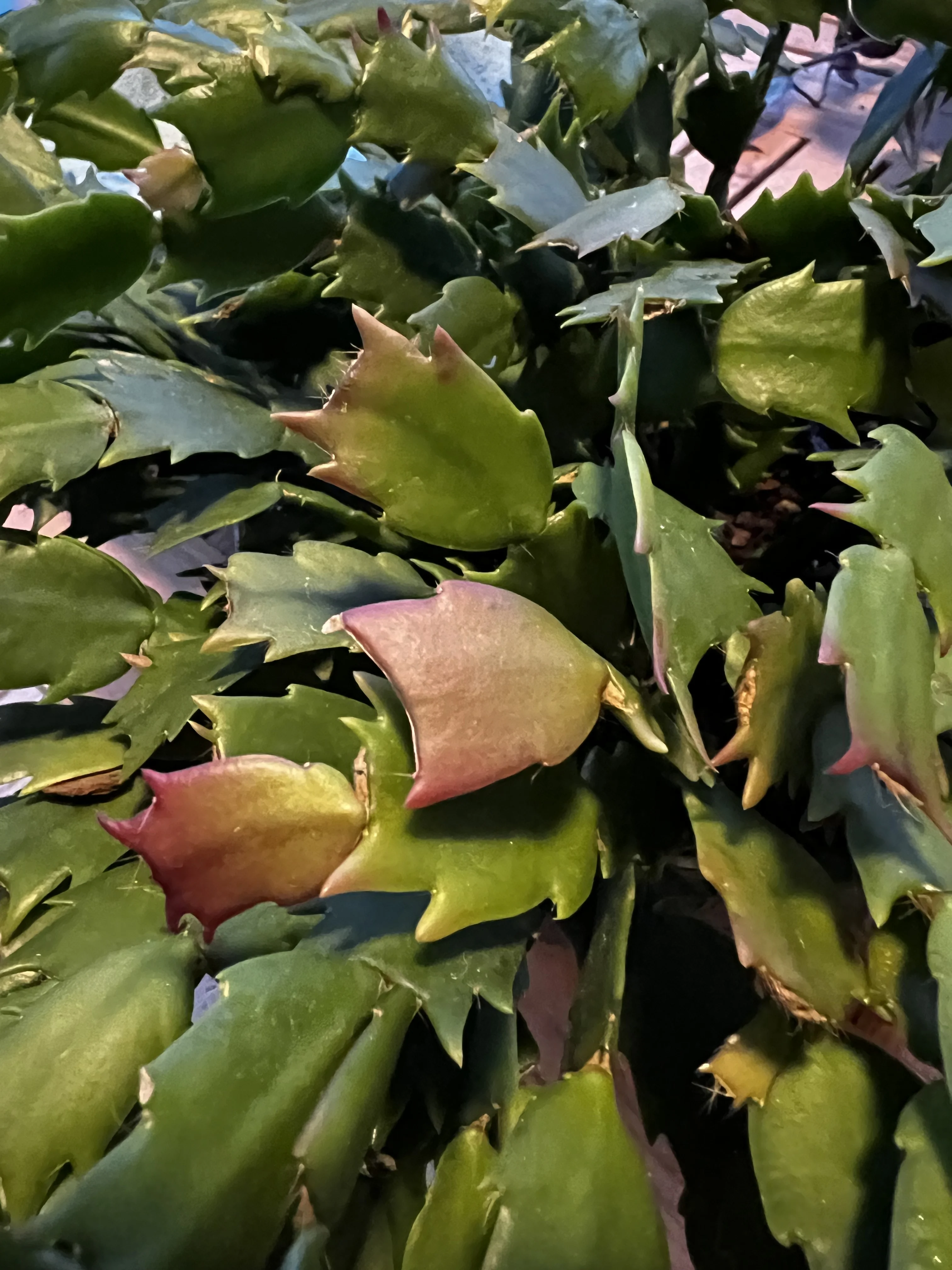 thanksgiving cactus with red purple tips