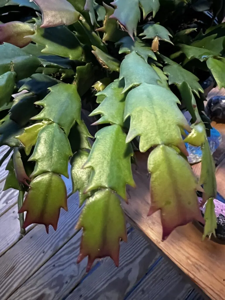 thanksgiving cactus with red purple tips