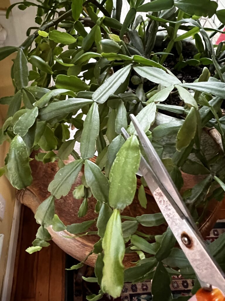taking a cutting from an easter cactus