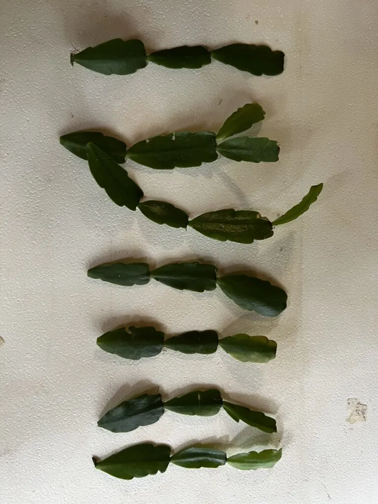 easter cactus cuttings