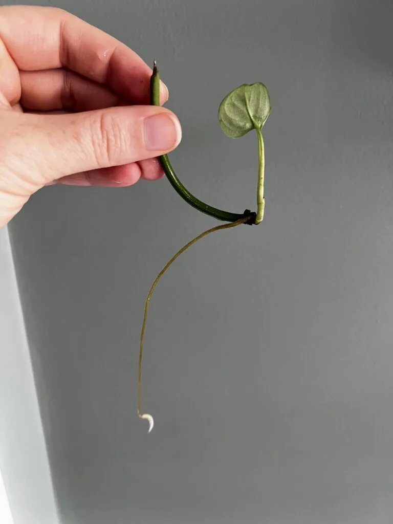 pothos cutting rooting and growing from just one node