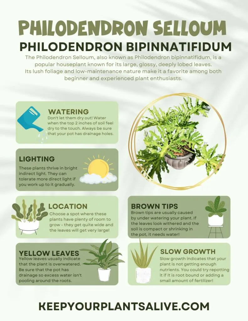 philodendron selloum care guide