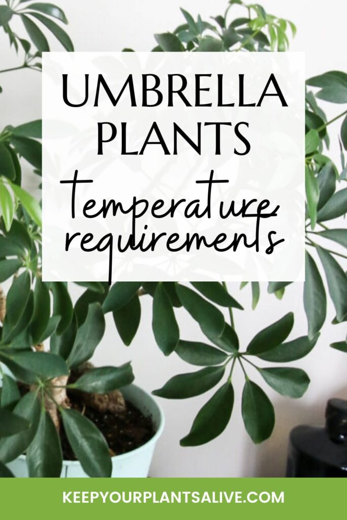 Umbrella tree temperature requirements