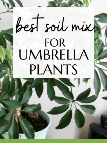 best soil mix for umbrella plants