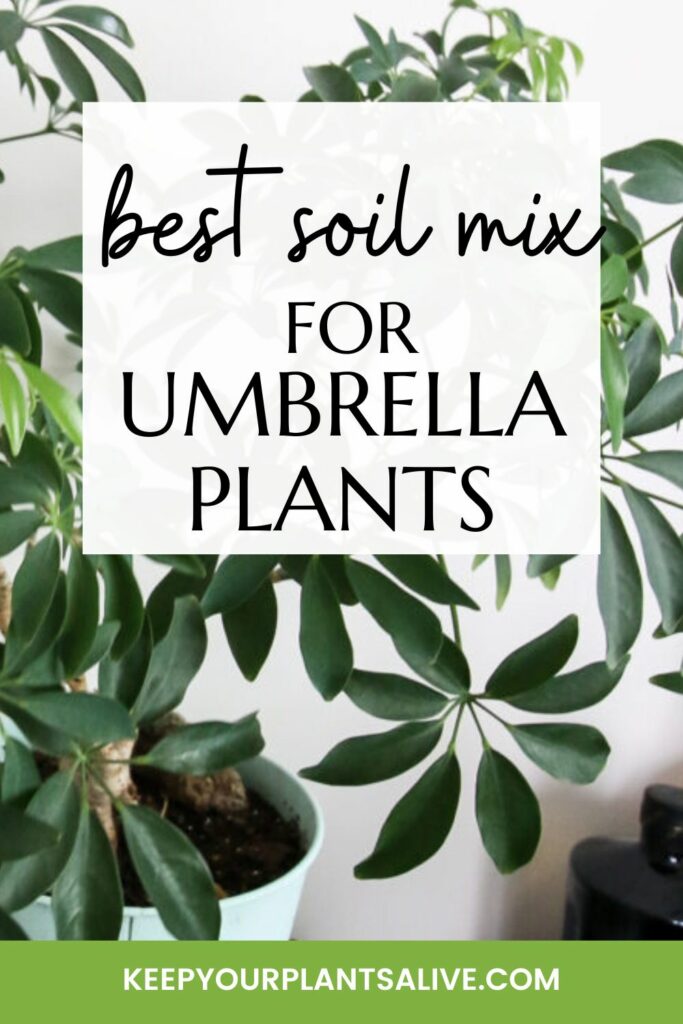 best soil mix for umbrella plants