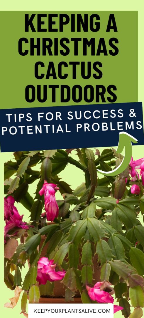 Can you keep a Christmas cactus outside? - keep your plants alive