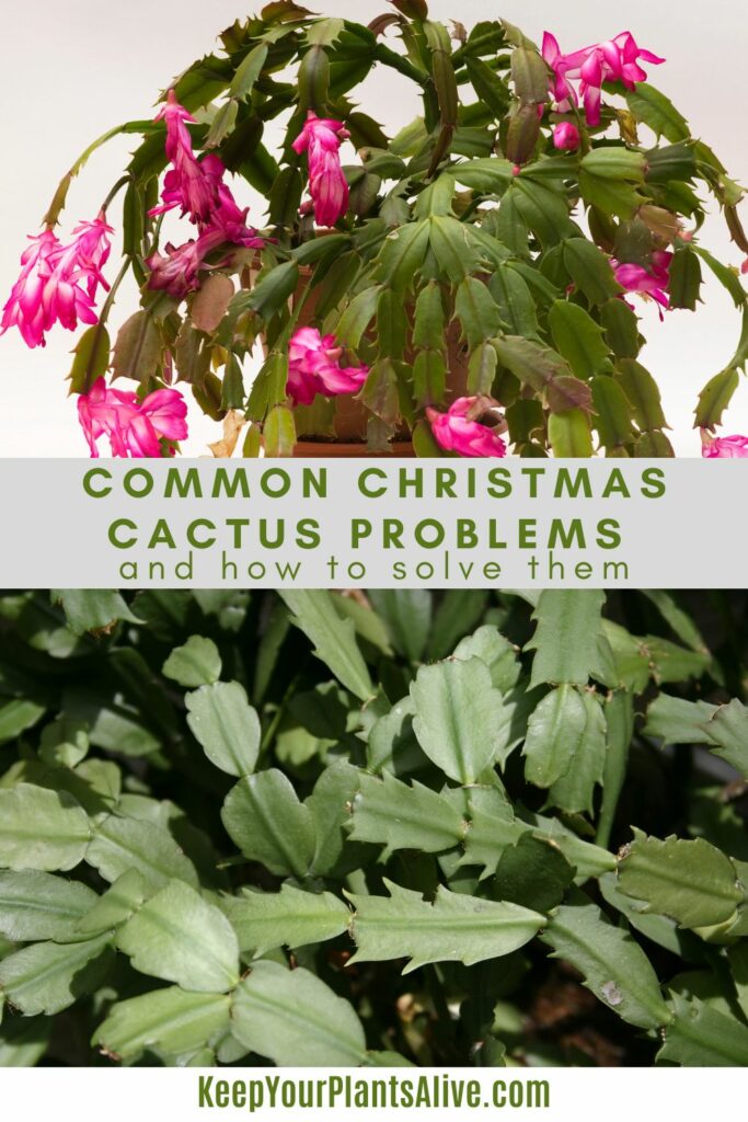 common christmas cactus problems and how to solve them