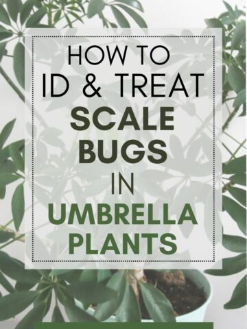 how to ID and treat scale bugs in umbrella plants