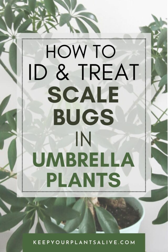 How to deal with scale insects on umbrella plants keep your plants alive