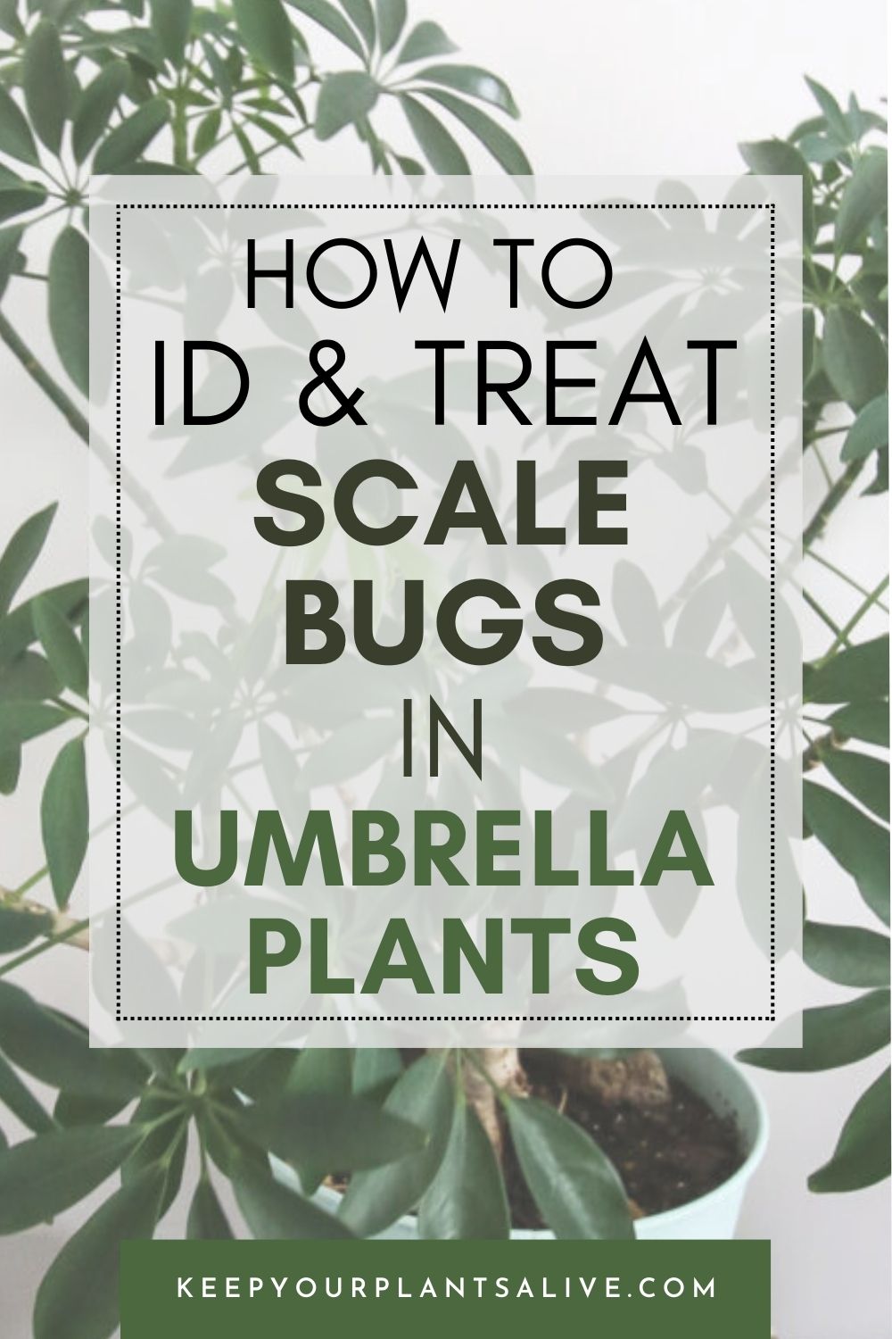 how to ID and treat scale bugs in umbrella plants