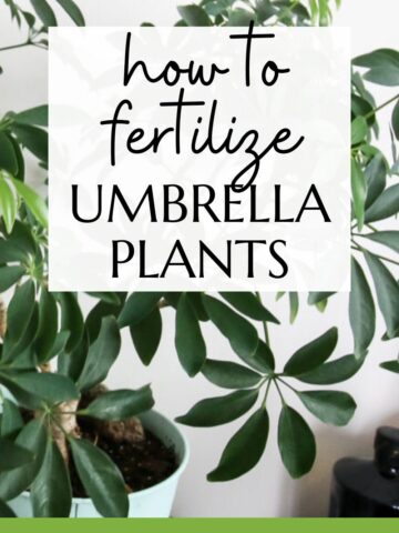 how to fertilize umbrella plants