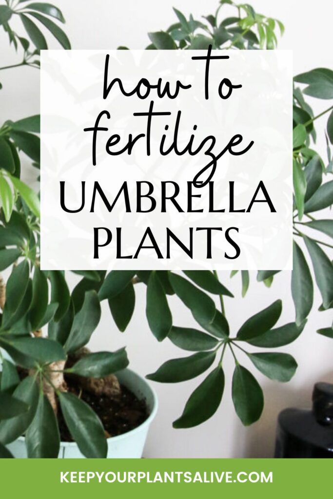 how to fertilize umbrella plants