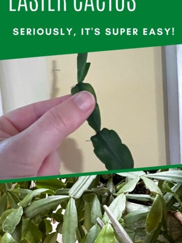 how to propagate an easter cactus