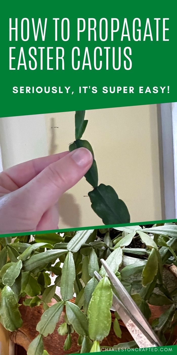 how to propagate an easter cactus