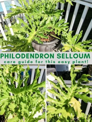 philodendron selloum care guide