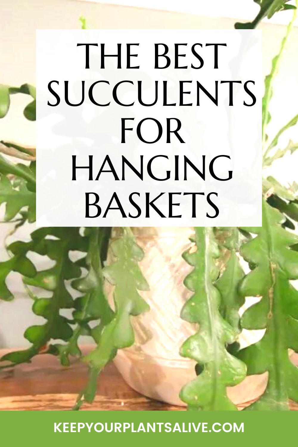the best succulents for hanging baskets