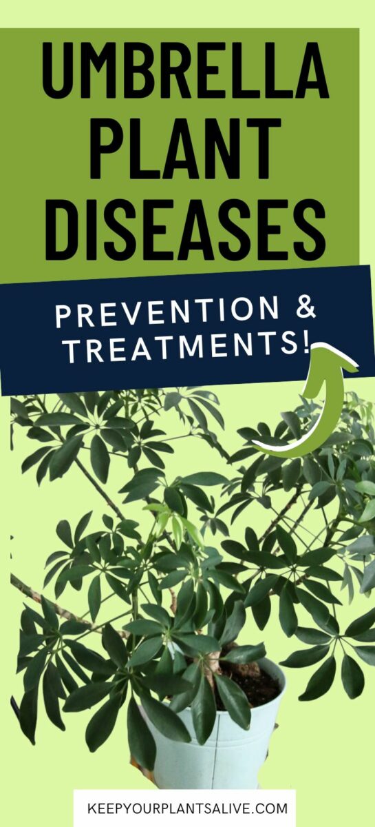 Umbrella tree diseases & how to treat them keep your plants alive