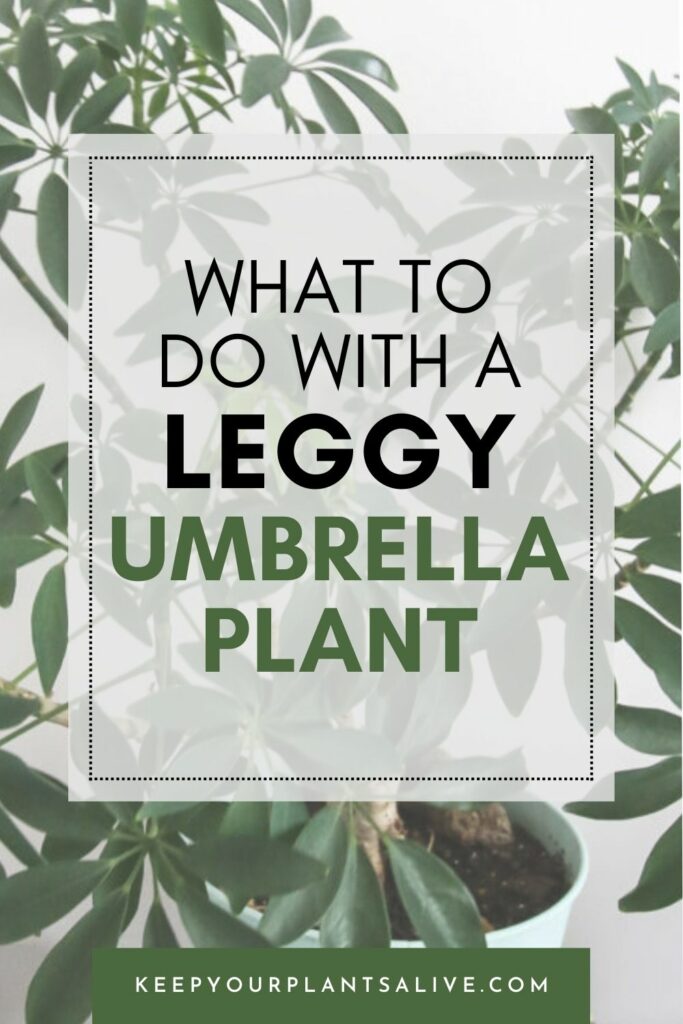 what to do with a leggy umbrella plant