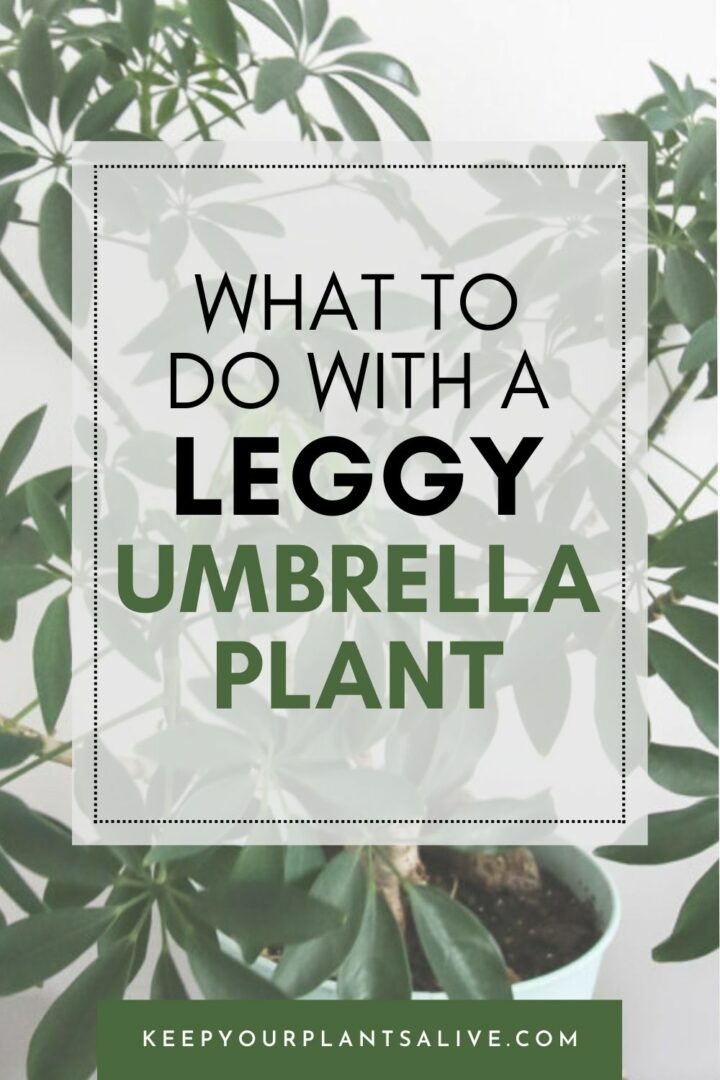 Best soil mix for umbrella plants - keep your plants alive