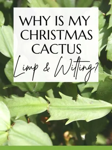 why is my christmas cactus limp & wilting