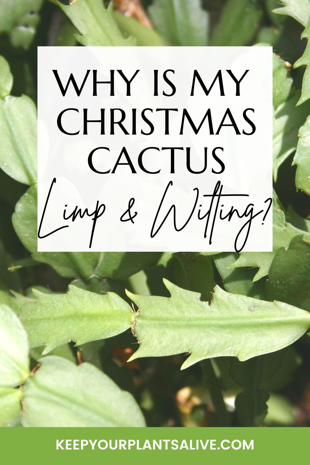 why is my christmas cactus limp & wilting