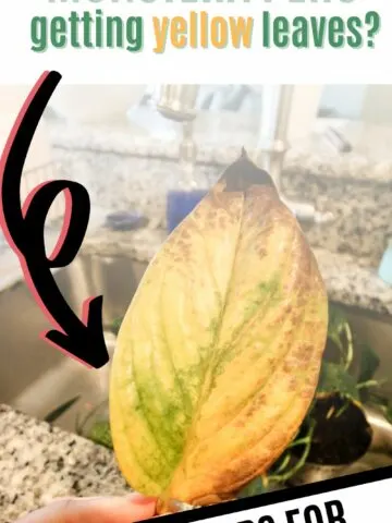 why is my monstera peru plant getting yellow leaves