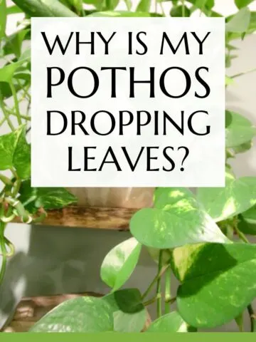 why is my pothos losing leaves