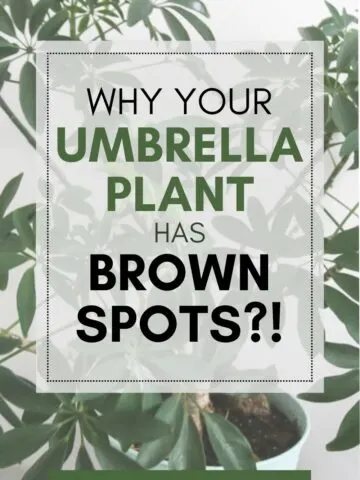 why your umbrella plant has brown spots