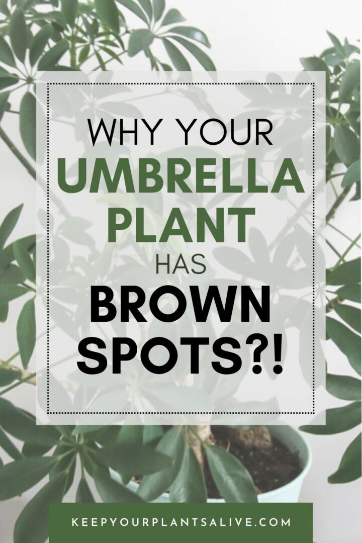 Why are there tiny brown spots on umbrella plant leaves? keep your